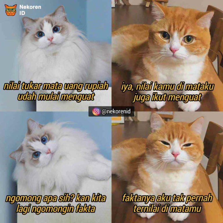 Nyesek! 10 Meme Kucing Oren ala Sadboy Ini Kocak Sekaligus Kasihan