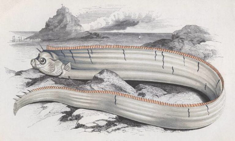 Oarfish, Hewan Laut yang Sering Dianggap Sebagai Pertanda ...