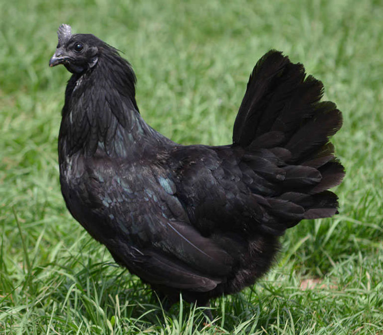 Harganya Mahal, Ini 10 Fakta Ayam Cemani yang Punya Fisik Serba Hitam