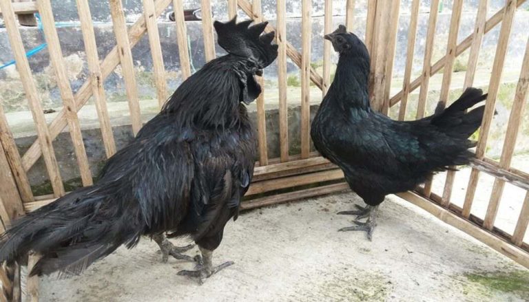 Harganya Mahal, Ini 10 Fakta Ayam Cemani yang Punya Fisik Serba Hitam