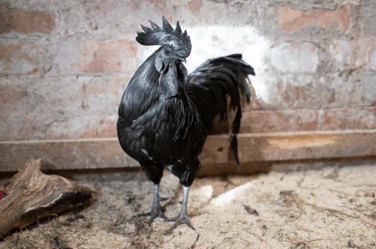 Harganya Mahal, Ini 10 Fakta Ayam Cemani yang Punya Fisik Serba Hitam