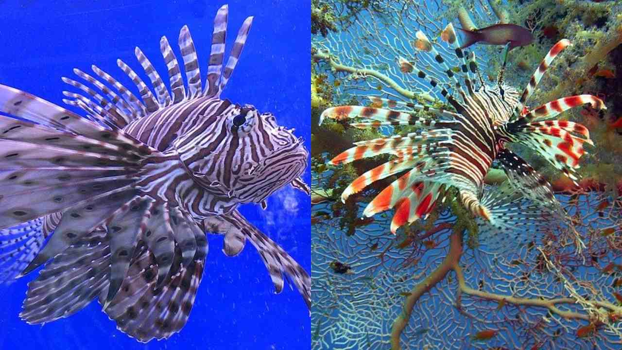 61 Ikan Hias Air Laut Lion Fish Gratis Terbaik