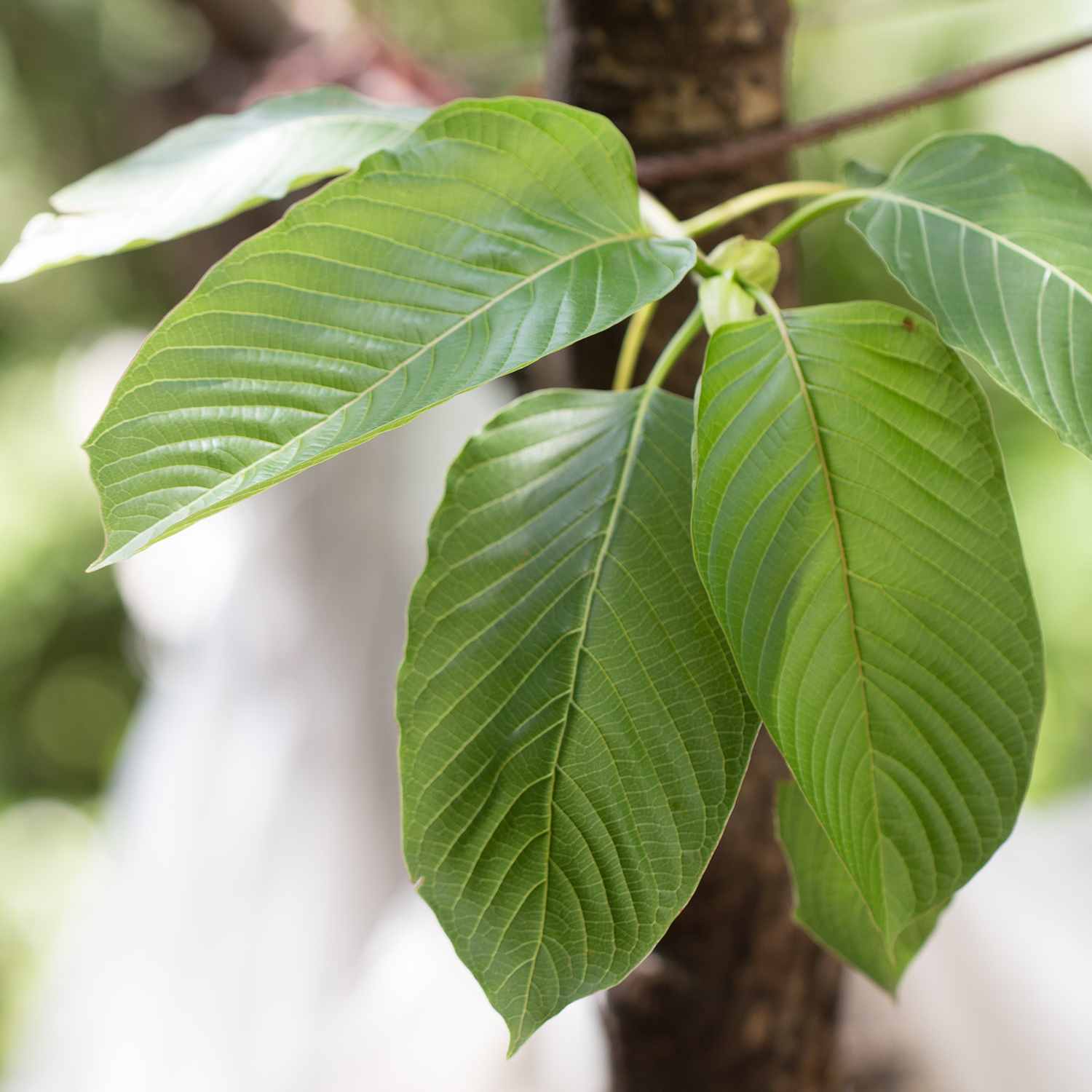 Mengenal Daun Kratom Tanaman Obat Penenang Yang Kontroversial