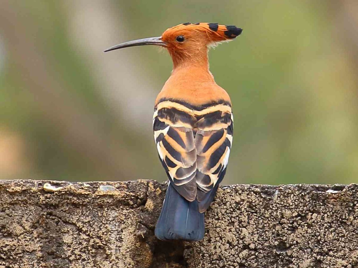 Gak Cuma Satu Warna, 10 Burung dengan Bulu Warna-Warni - Dailysia