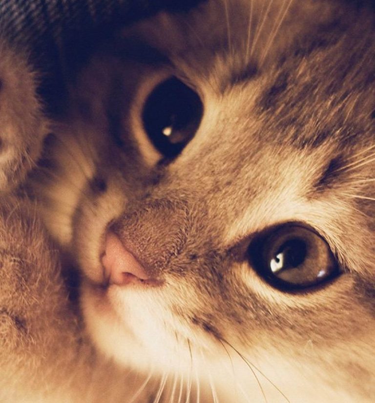 10 Fakta Kucing Muezza, Hewan Kesayangan Nabi Muhammad | Dailysia